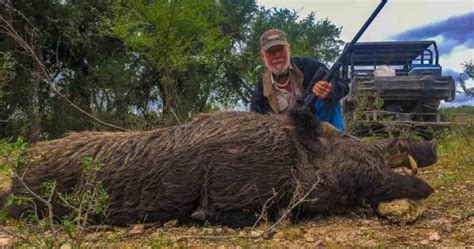 hog hunting  species   hunt ox ranch texas