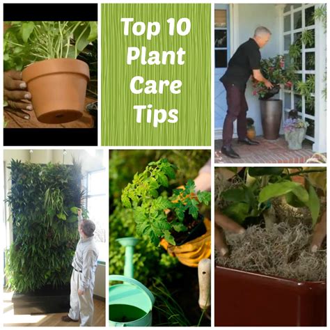 top ten plant care tips plant care plants plant health