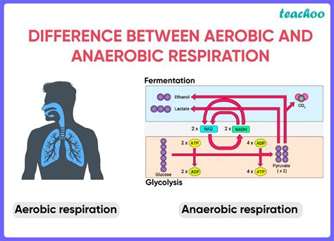 difference  aerobic  anaerobic respiration class