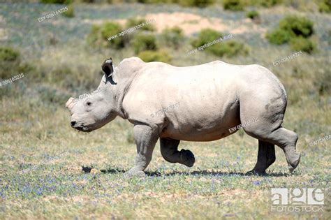 shot  rhinos  captivity stock photo picture   budget