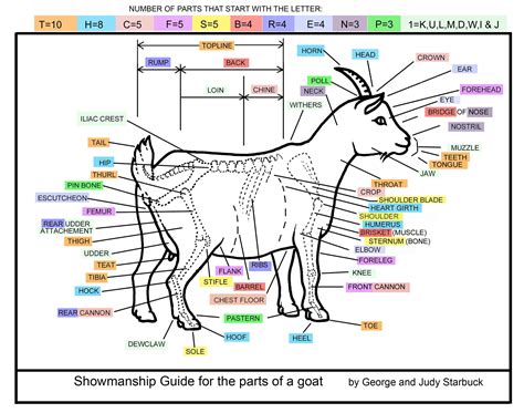 fainting goat guild fgg goat anatomy