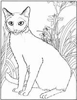 Siamese Cat Coloring Getdrawings sketch template