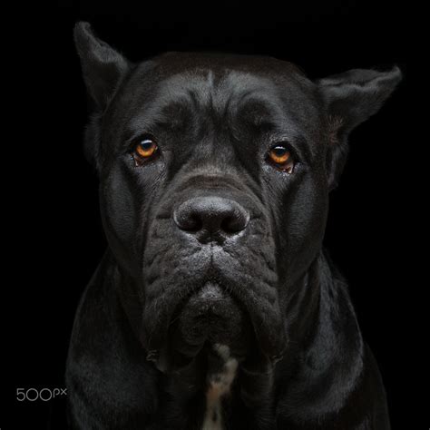 cane corso dog black image bleumoonproductions