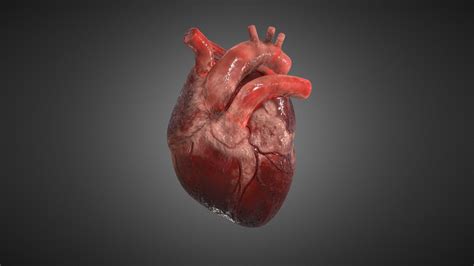 realistic human heart    model  neshallads
