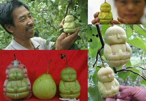 buddha pears spiritual figures fruit and vegetable carving veggie art
