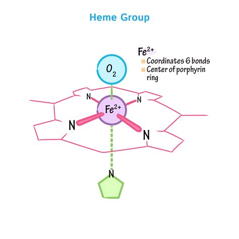 biochemistry glossary hemoglobin myoglobin  heme group draw