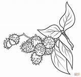 Rambutan Coloring Branch Pages Drawing Printable Supercoloring Categories sketch template