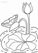 Lilies Poppy Seashell sketch template