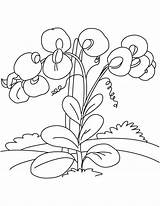 Pea Sweet Coloring Flowers Pages Flower Drawing Vines Getdrawings sketch template