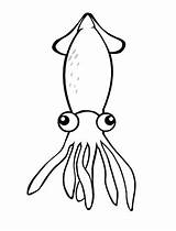 Cuttlefish sketch template