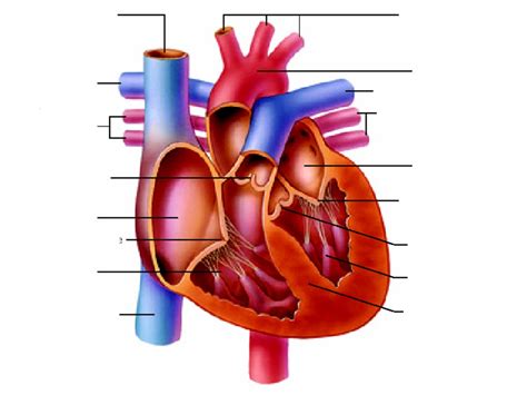 heart anatomy unlabeled clipart