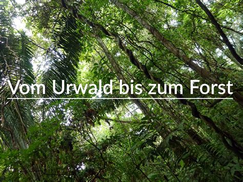 vom urwald bis zum forst waldwissen kompakt forestfinance blog