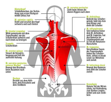 beckenmuskulatur anatomie