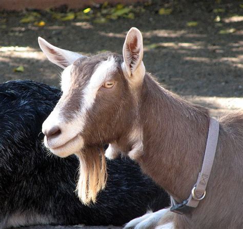 dairy goat breeds   homestead hubpages