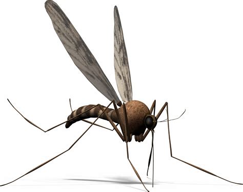 mosquito megabites