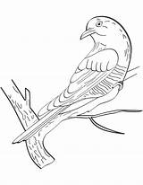 Bird Coloring Cuckoo Backward Looking Pages Flying sketch template