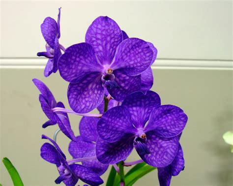 spring orchid show district gazette