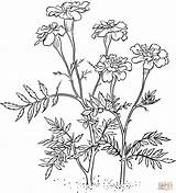 Marigold Coloring Pages Marigolds Flower Drawing Flowers Printable Tattoo Supercoloring Drawings Version Click Color Outlines цветы Illustration Embroidery Print Calendula sketch template