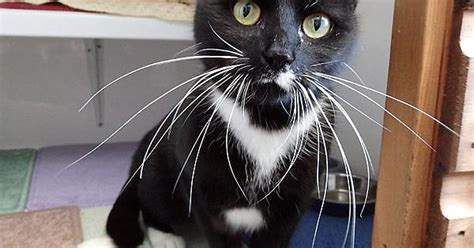 My Friends Call Me Whiskers Because I M Curious Like A Cat