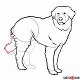 Pyrenees Great Step Dog Sketchok Drawing Draw Easy Dogs Animals sketch template