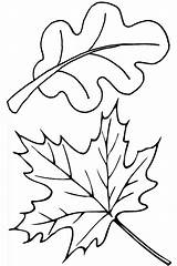 Thanksgiving Leaves Coloring Pages Printable Getcolorings Print Color sketch template