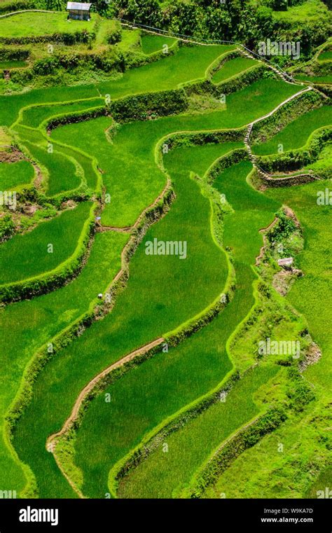 Bangaan In The Rice Terraces Of Banaue Unesco World Heritage Site