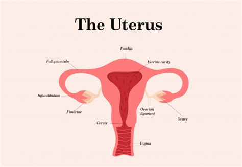 Female Reproductive System Parts With Meaning Female Reproductive