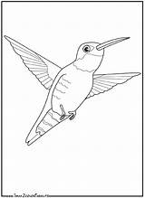 Colibri Coloriage Oiseaux Coloriages sketch template