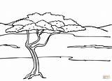 Acacia Savanna Sabana Savana Africana Arboles Paisagem Paisagens Desenhos Supercoloring Akazie Kleurplaten Savanne Kolorowanki Affenbrotbaum Akacja Trees Africanas Algarrobos Kolorowanka sketch template