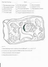 Cell Coloring Schematic 2443 sketch template