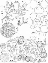 Rhizoids Rhizopus Sexualis Branching sketch template