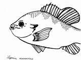 Bluegill Drawing Sunfish Template Coloring Paintingvalley sketch template