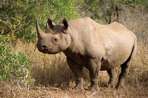 black rhinoceros description population habitat facts britannica