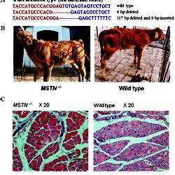 characterization  mstn gene knockout  cloned cattle