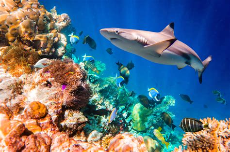 coral reef shark wallpaper  environmental dna  find sharks