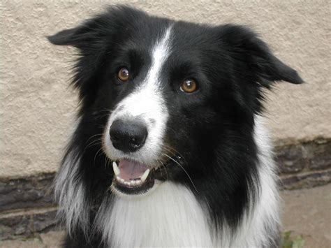 breed   month  border collie