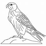 Falcon Coloring Pages Drawing Gyrfalcon Peregrine Line Millennium Printable Millenium Clipart Designlooter Getdrawings sketch template