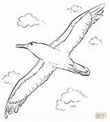 Albatross Draw Coloring Drawing Flight Pages Template Step Shy Buller Mollymawk Printable Sketch Line Supercoloring sketch template