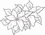 Poinsettia Coloring Pages Printable Kids Christmas Drawing Flowers Flower Bestcoloringpagesforkids Color Search Google Book Colouring Getdrawings Beautiful Poinsettias Garden Choose sketch template