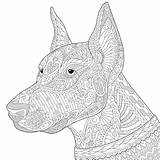 Doberman Coloring Pinscher Dog Pages Zentangle Background Stylized Adult Para Colorear Mandalas Book Es Print Freehand Sketch Stress Anti Perros sketch template