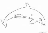Orca Colorare Orque Coloriage Colorier Orques Disegno Coloriages Animaux Bison Tuttodisegni Trouvé sketch template