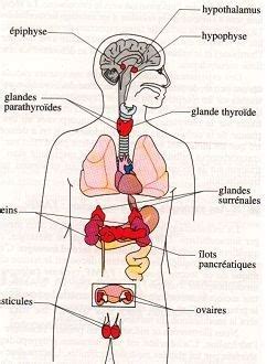 anatomie le systeme endocrinien