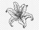 Lily Tiger Flower Drawing Coloring Pages Getdrawings Clipart sketch template