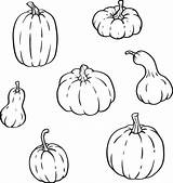Gourd Gourds Pumpkins sketch template