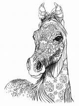 Coloring Horse Pages Adult Book Colouring Animal Print Drawings Online sketch template