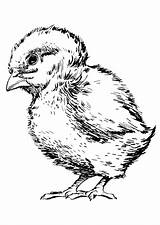 Baby Coloring Chicken Pages Printable sketch template