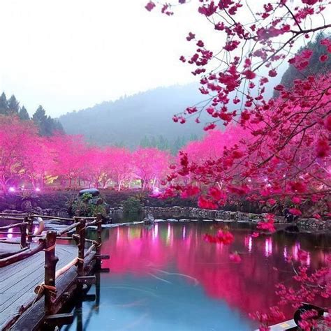 Cherry Blossom Lake Sakura Japan Imgur