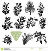 Aromatiche Erbe Silhouettes Aromatische Kruiden Aromatic Delle Spices Piante Siluette Overhandigen Getrokken Silhouetten Disegni Gezeichnete Schattenbilder Kraut Disegnate Vettoriale sketch template