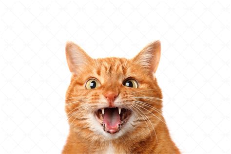 meowing ginger cat stock  motion array