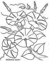 Glory Morning Coloring Flower Embroidery Flowers Drawings Pages Drawing Pattern Convolvulaceae Clipart Glories Line Simple Outline Color Embroidered Patrone Borduur sketch template